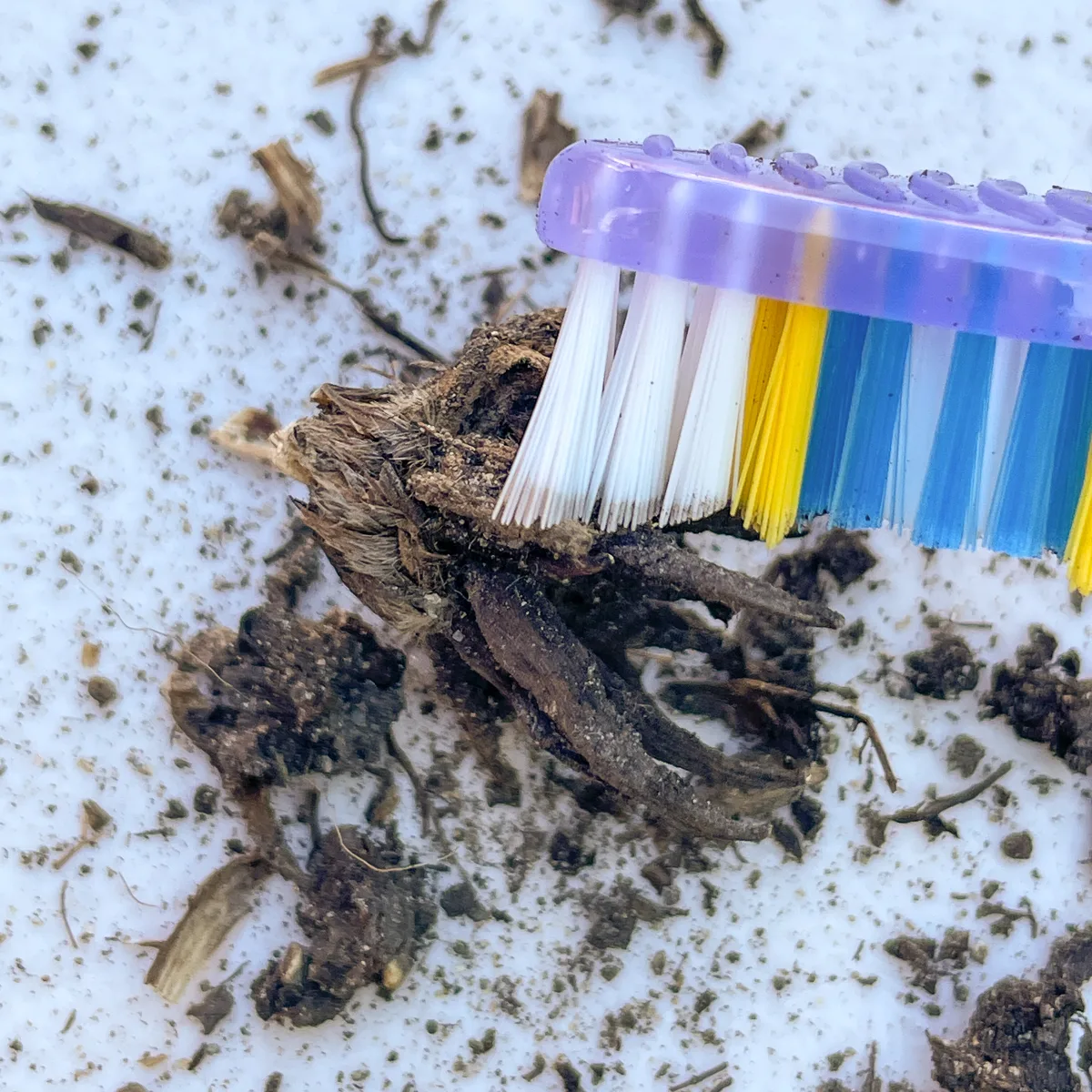 brushing off dirt from ranunculus corm with a toothbrush