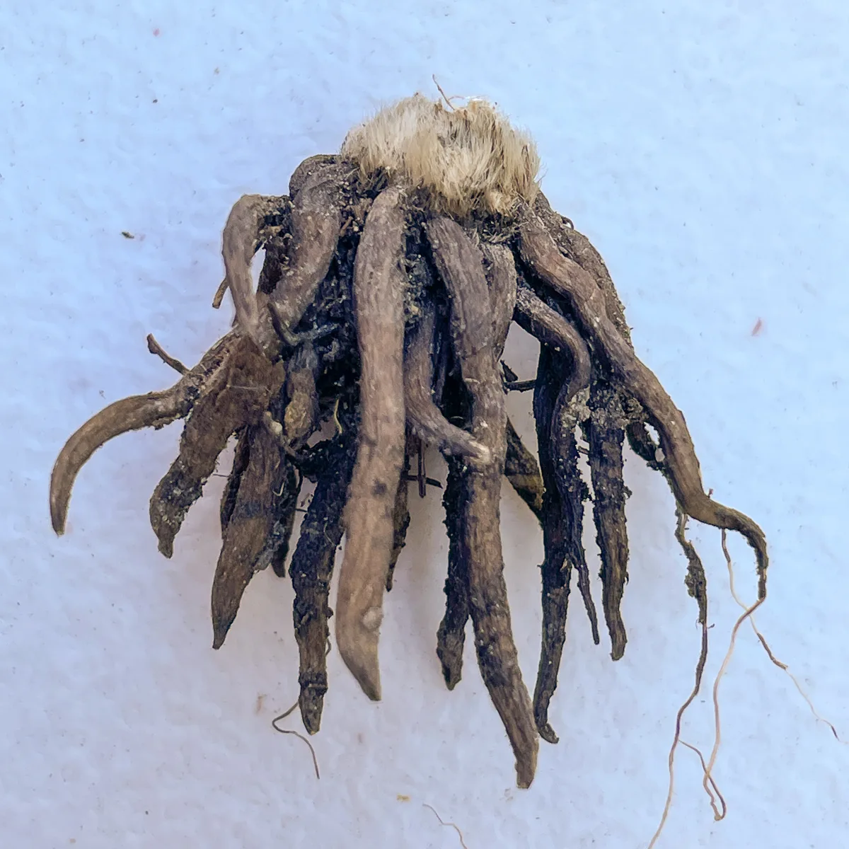 dried ranunculus corm after cleaning