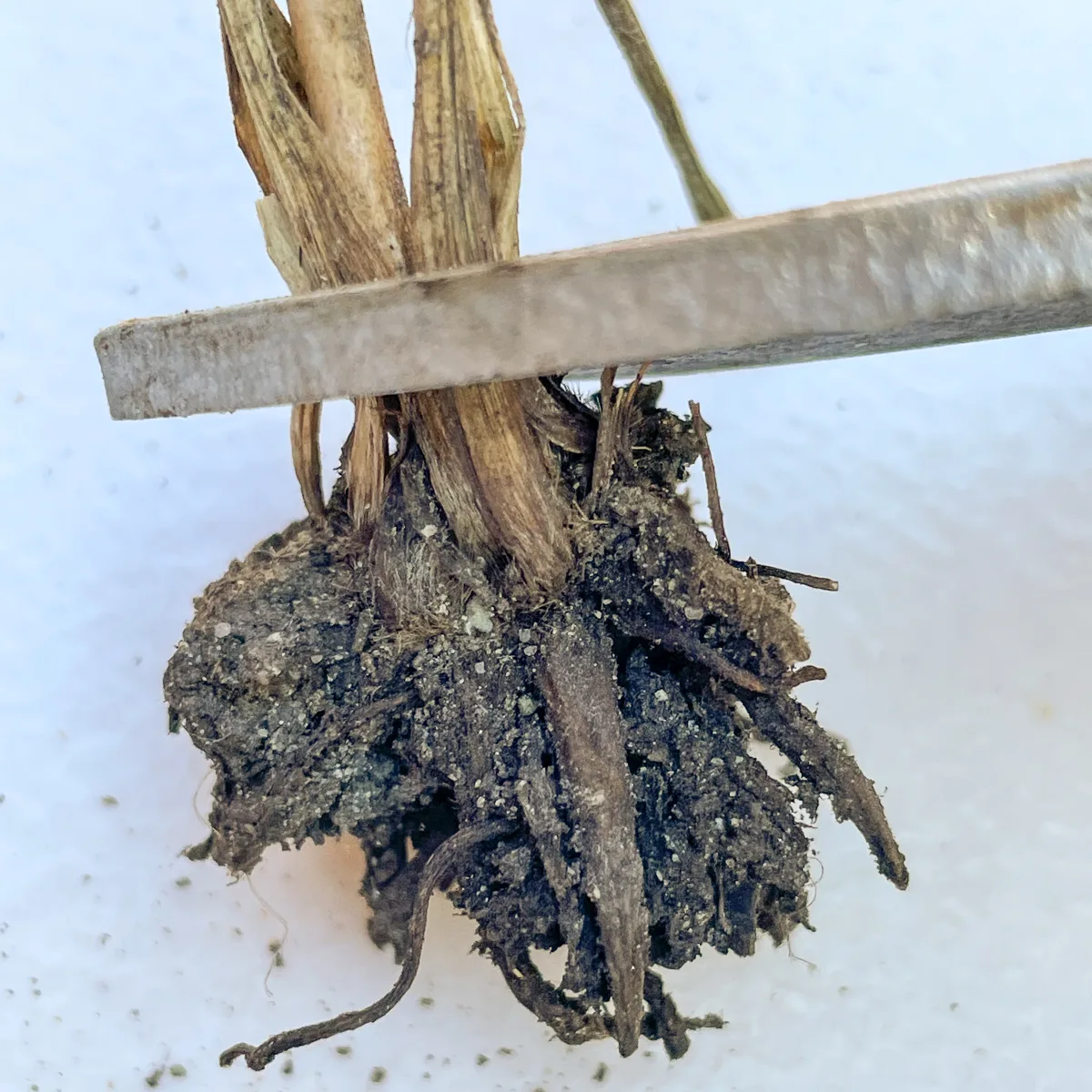 cutting off foliage from ranunculus corm