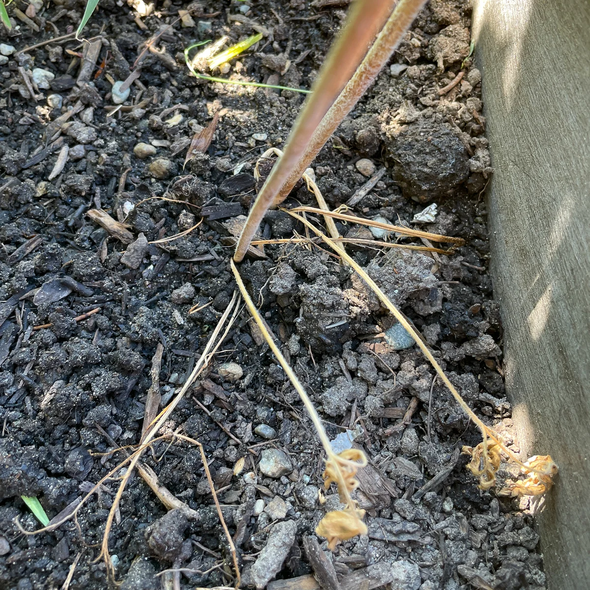 dried ranunculus foliage