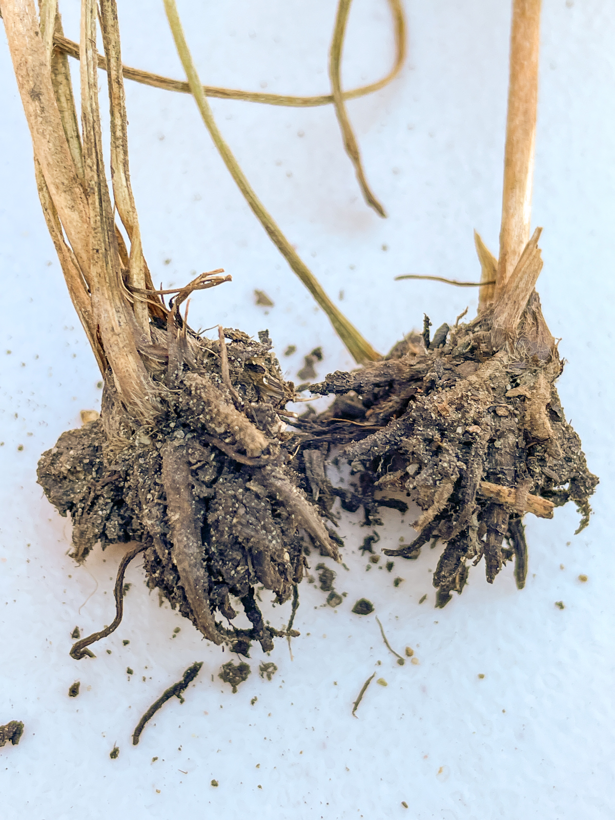 ranunculus corms with dirt