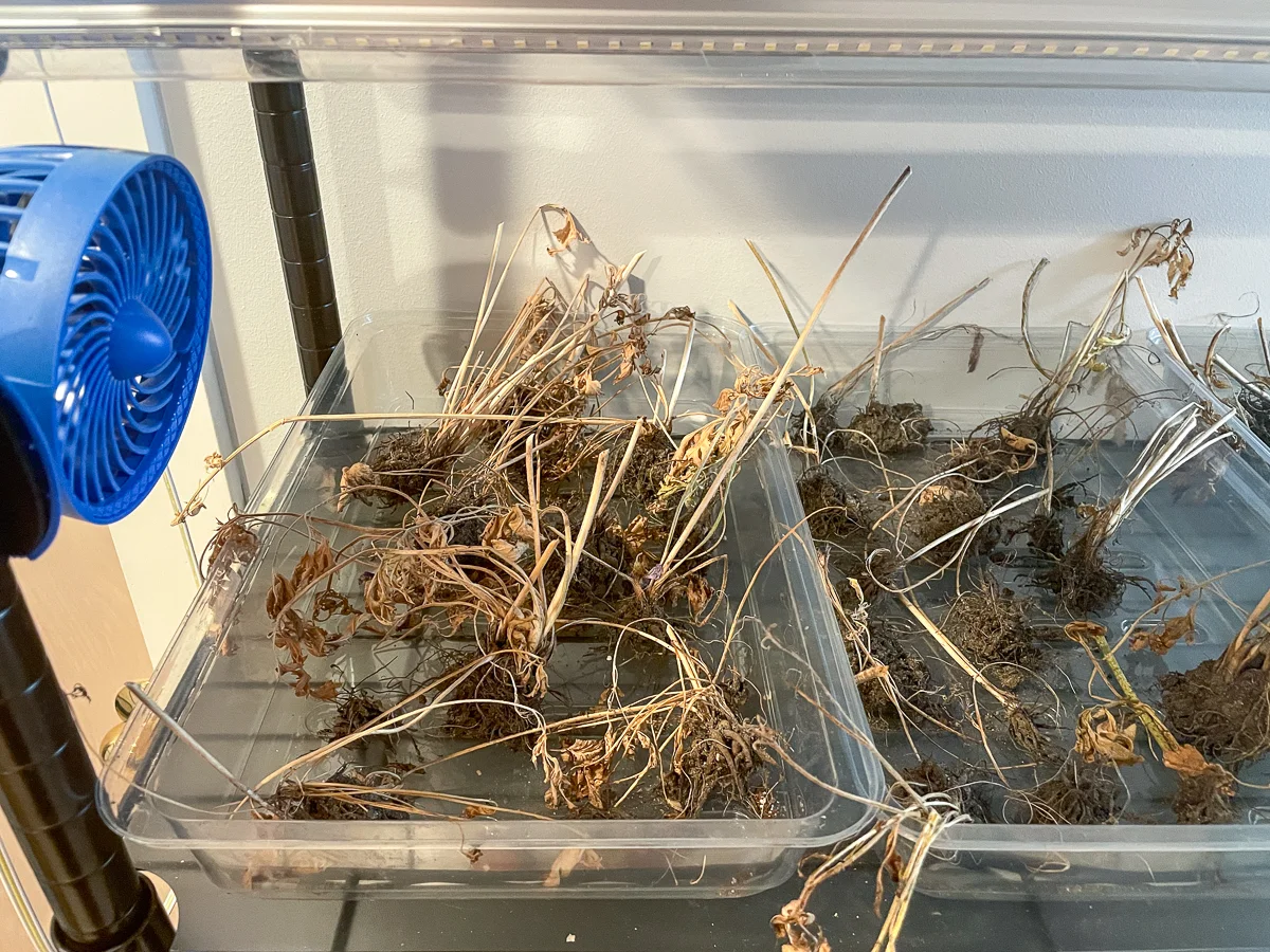 drying ranunculus corms with a small fan