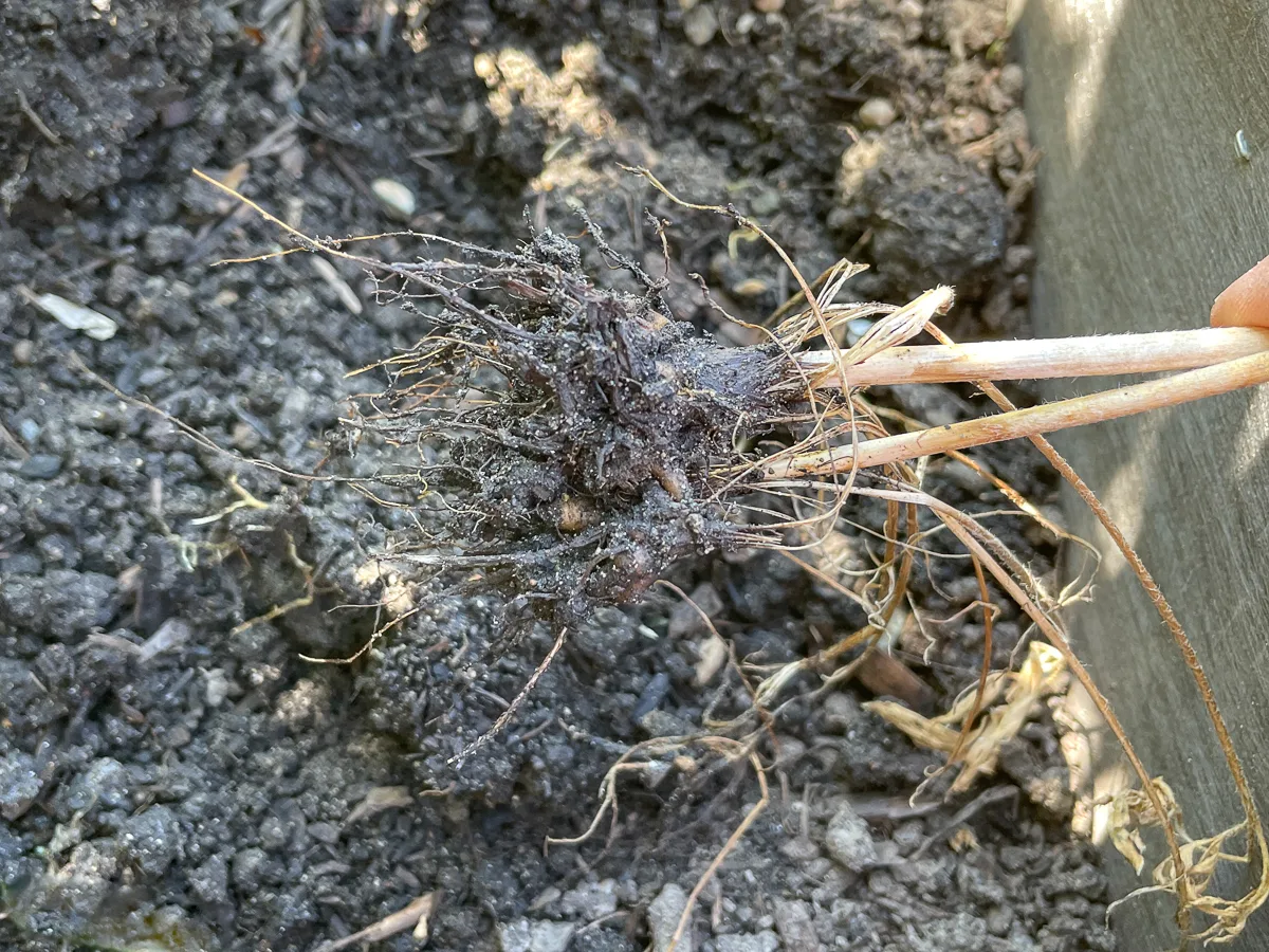dug up ranunculus corms attached to dried stem