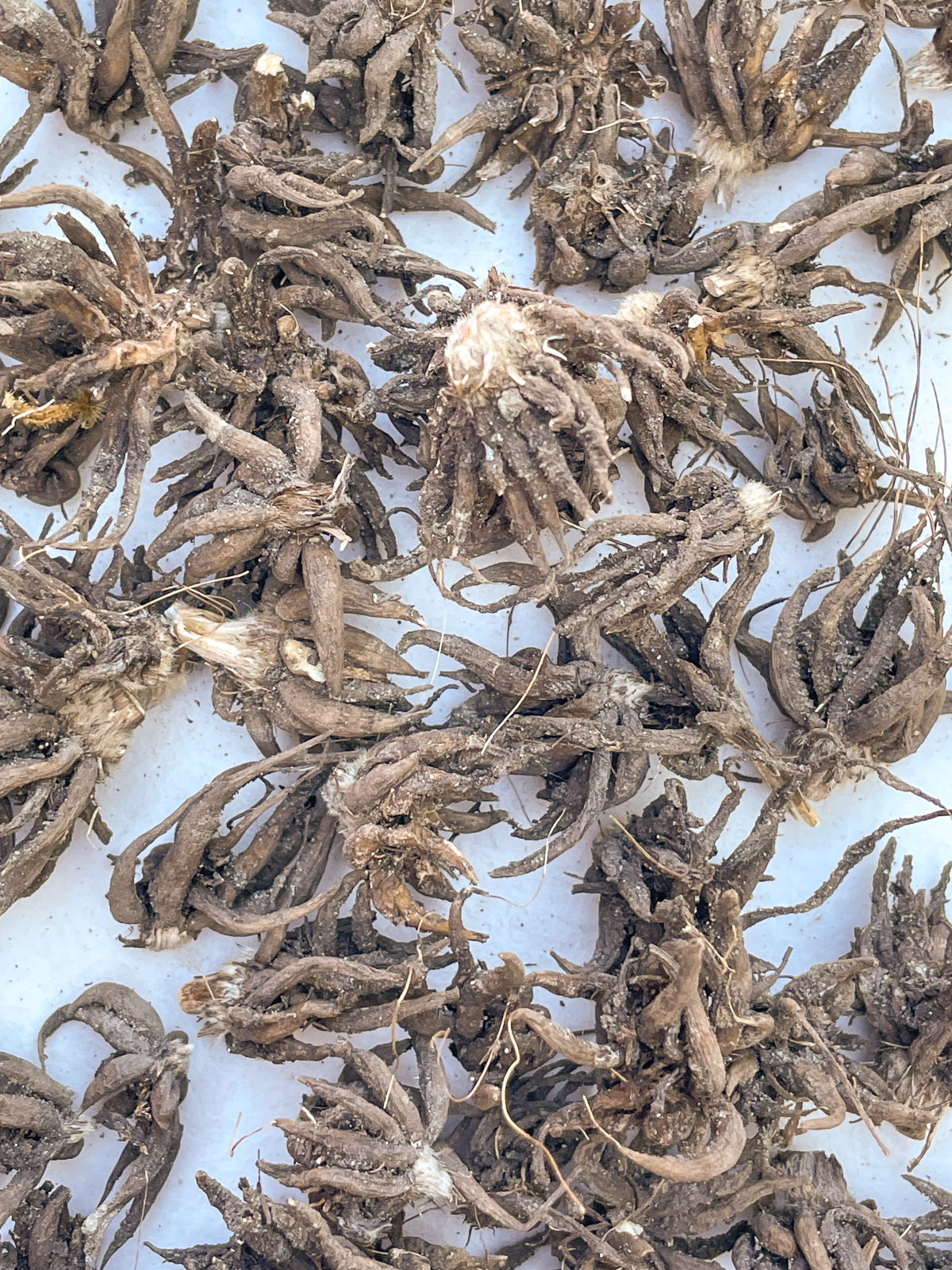 ranunculus corms cleaned, separated and ready for storage