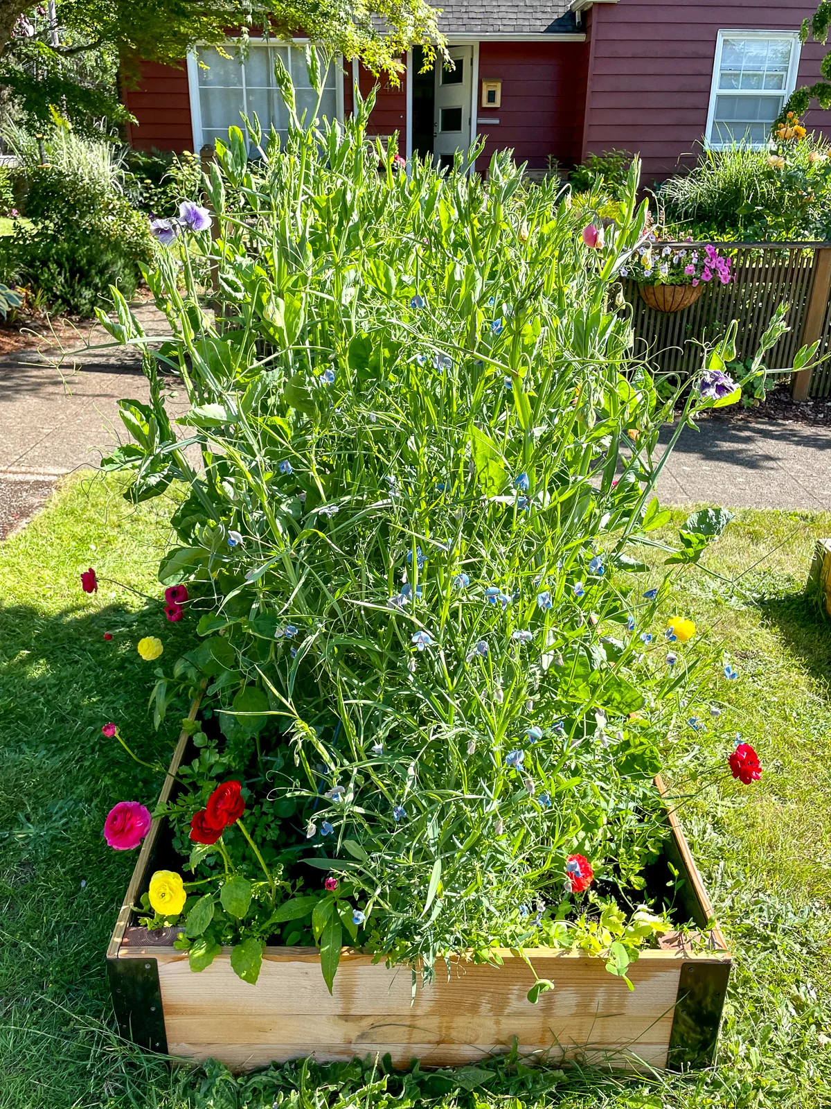 ranunculus blooming around base of sweet pea trellis in raised bed