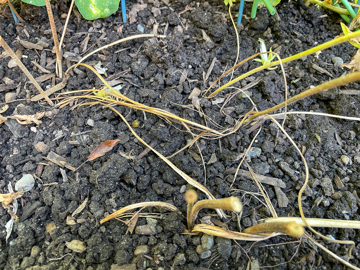 ranunculus foliage and stems that have died back