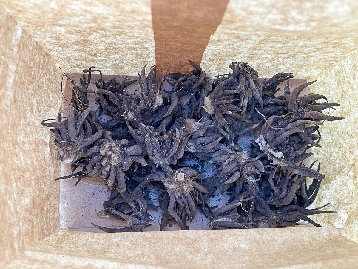 ranunculus corms stored in paper bag