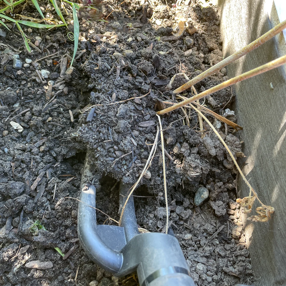 popping up soil under ranunculus corms with a garden fork