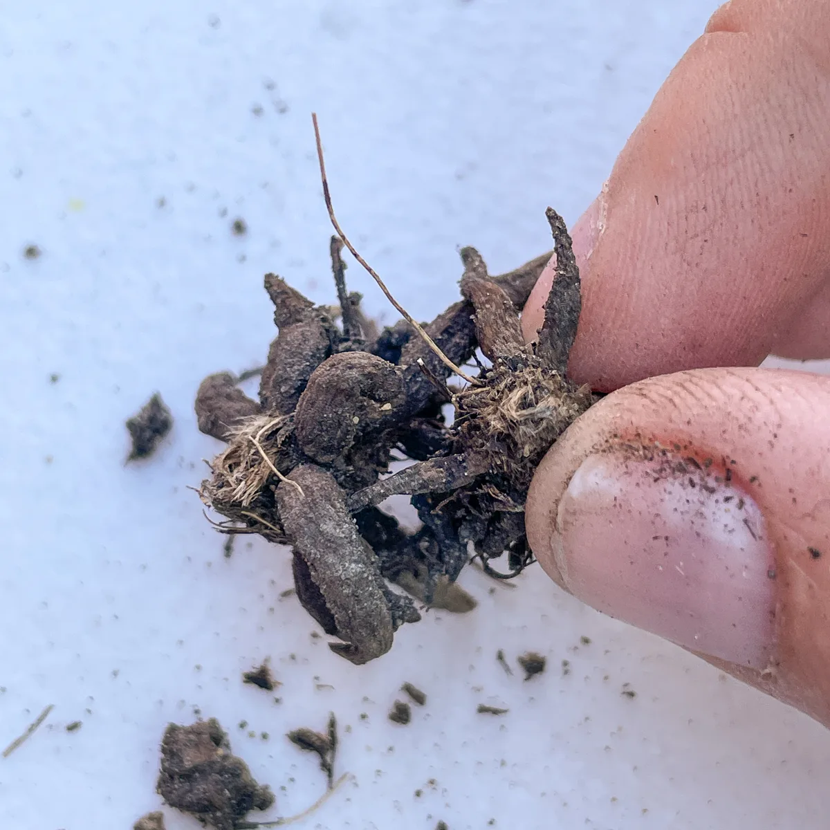 separating two ranunculus corms