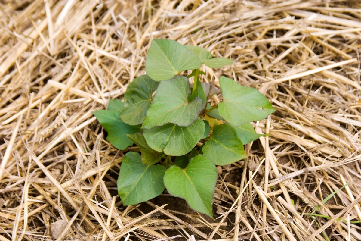 straw mulch in vegetable garden