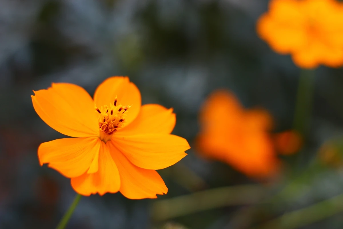 Cosmos sulphureus