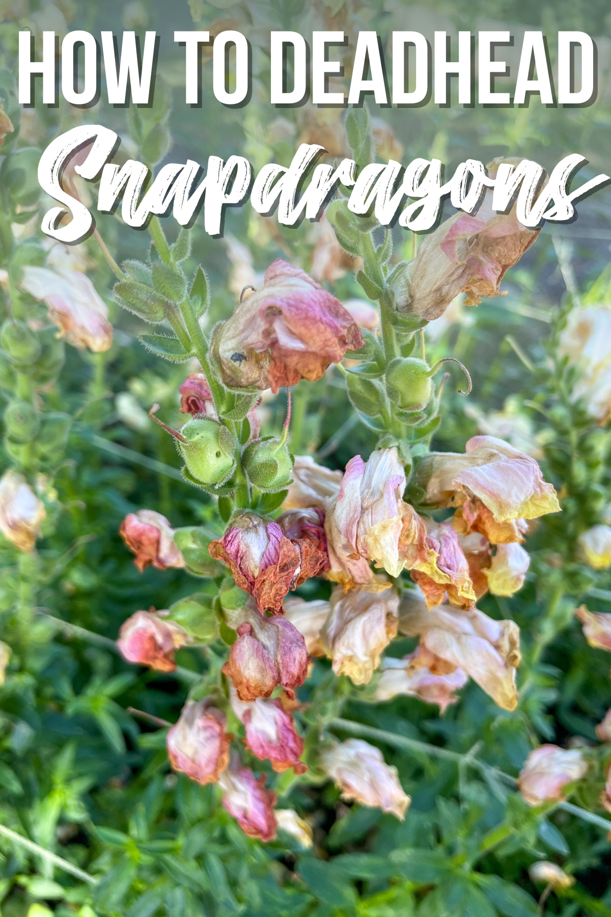 snapdragon flower after blooming with text overlay "how to deadhead snapdragons"