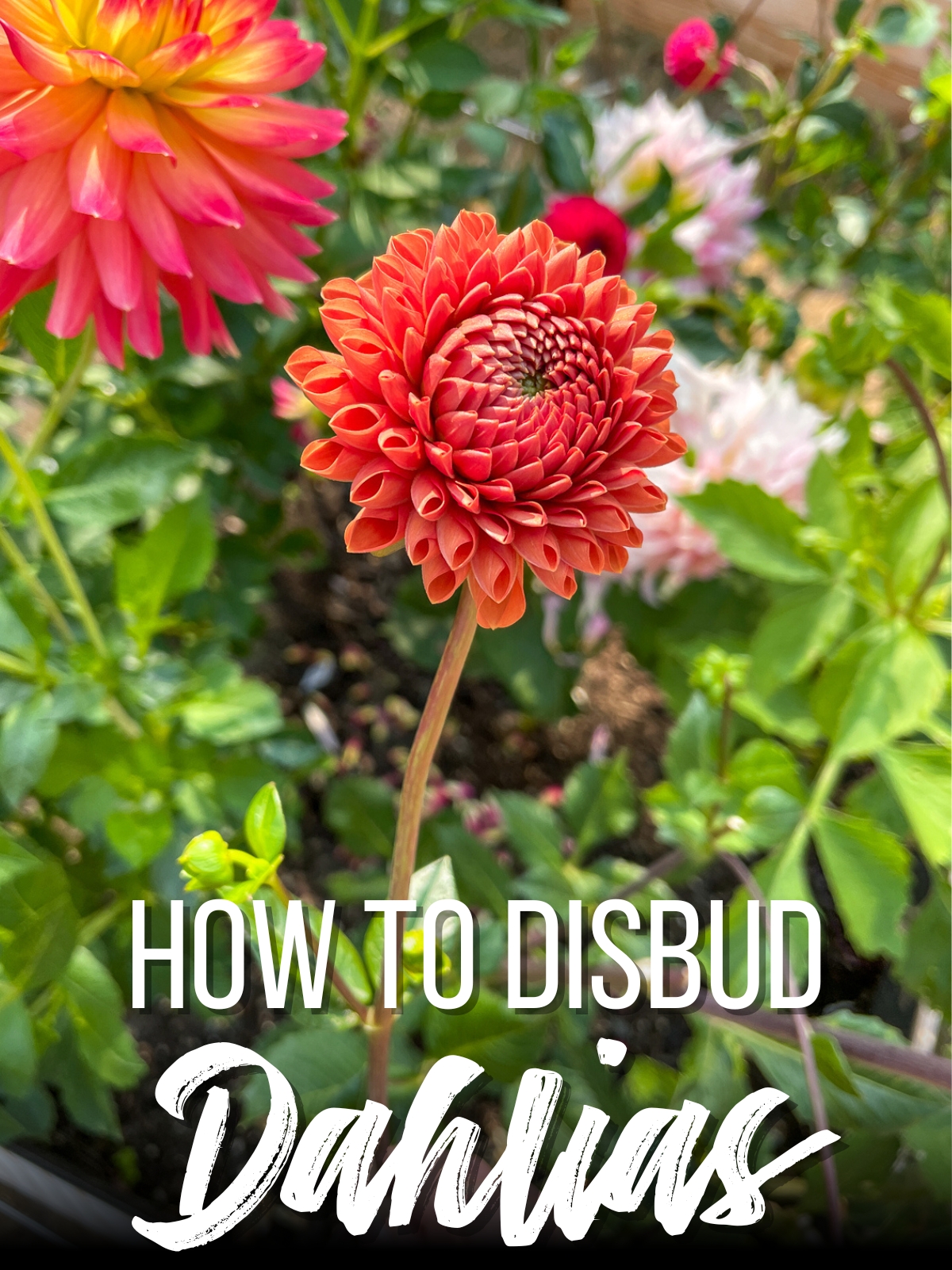 How to Disbud Dahlias