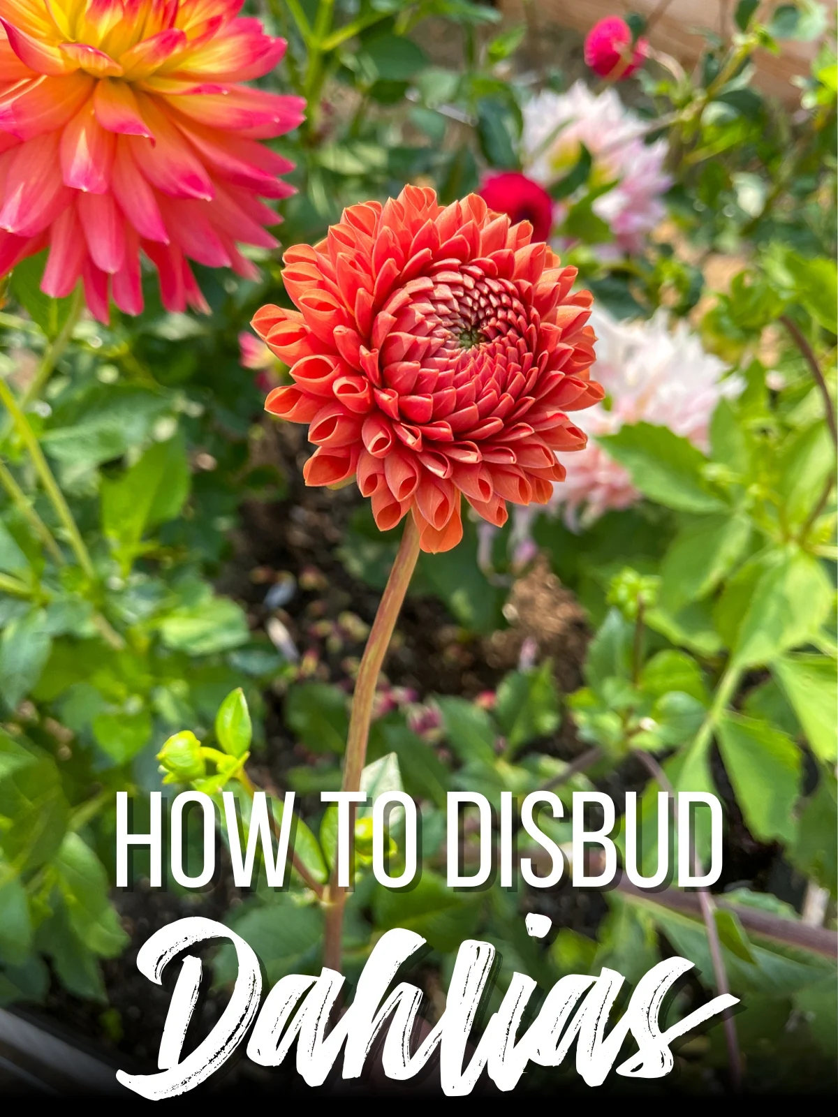 How to Disbud Dahlias