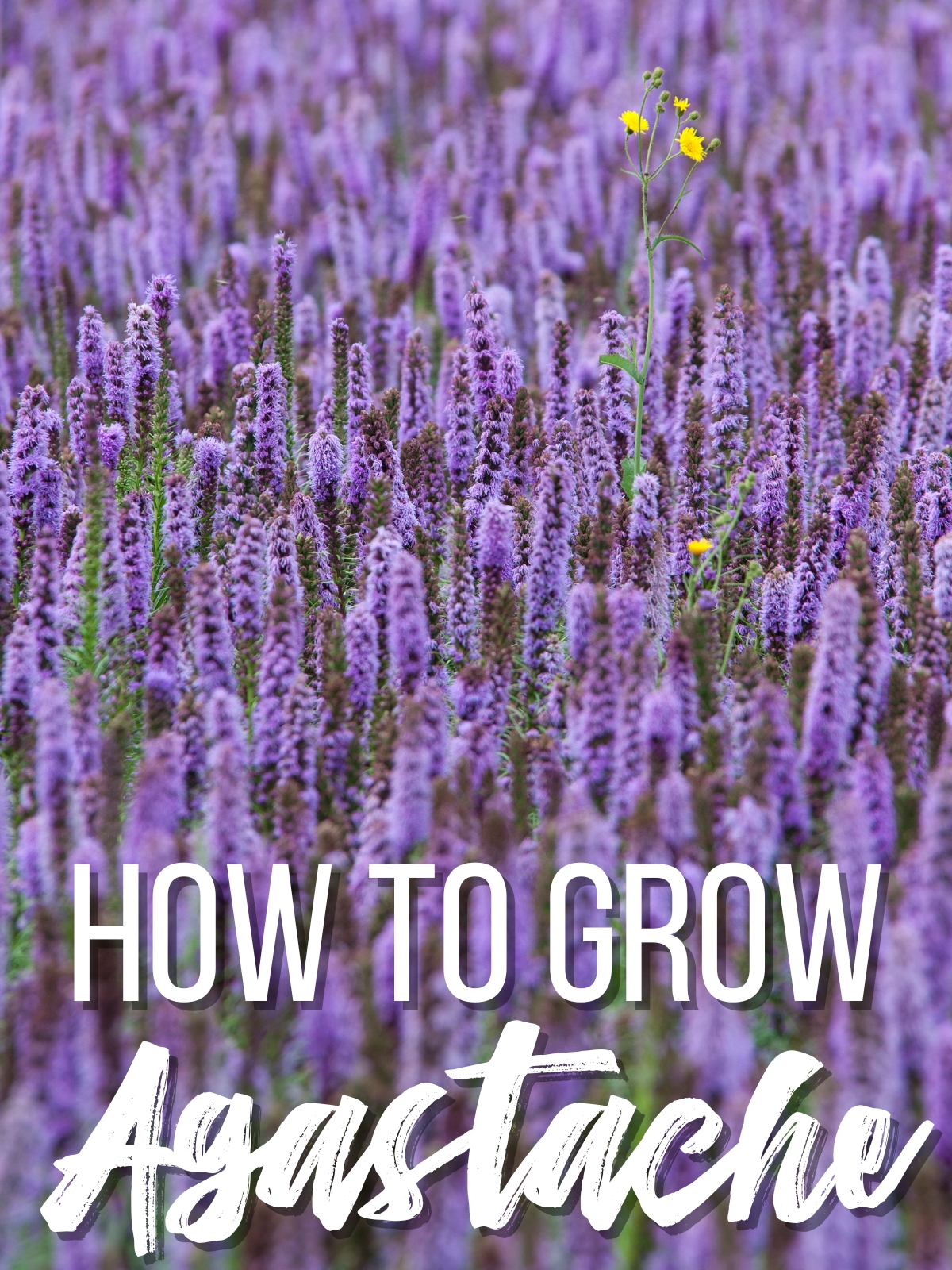 how to grow agastache