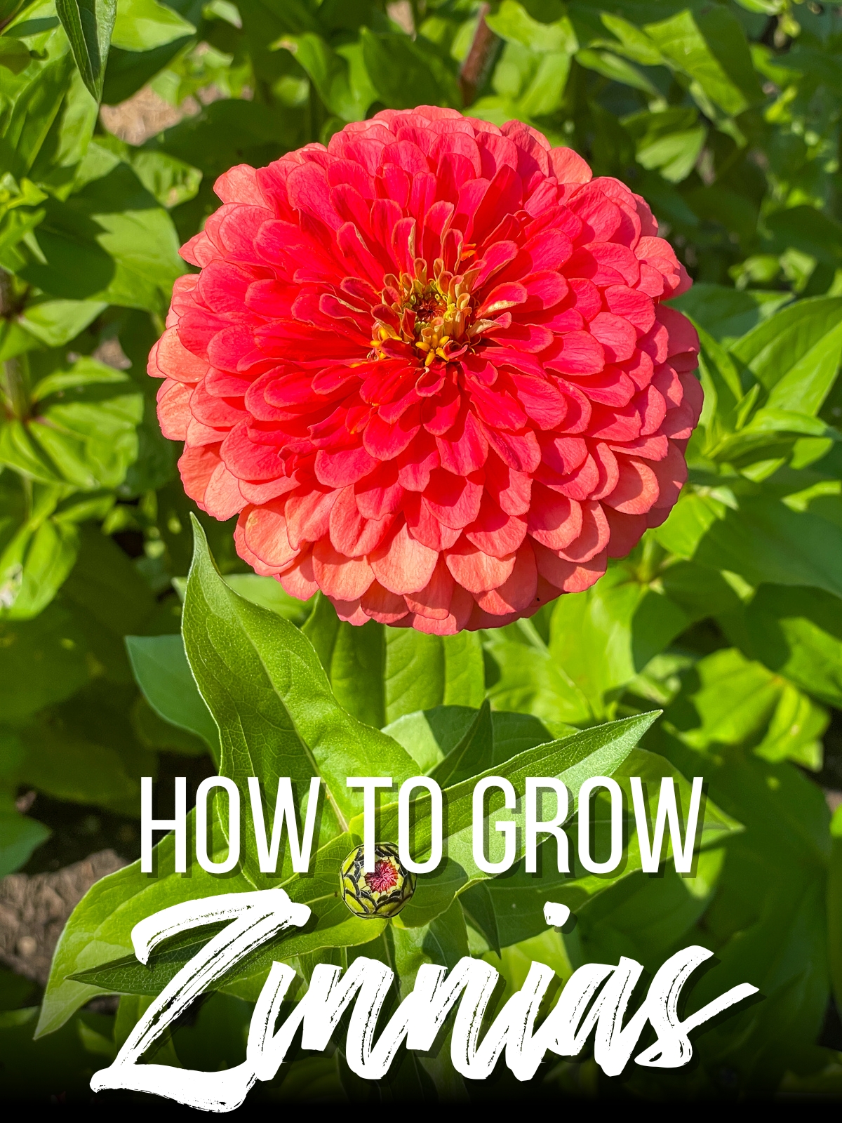 how to grow zinnias