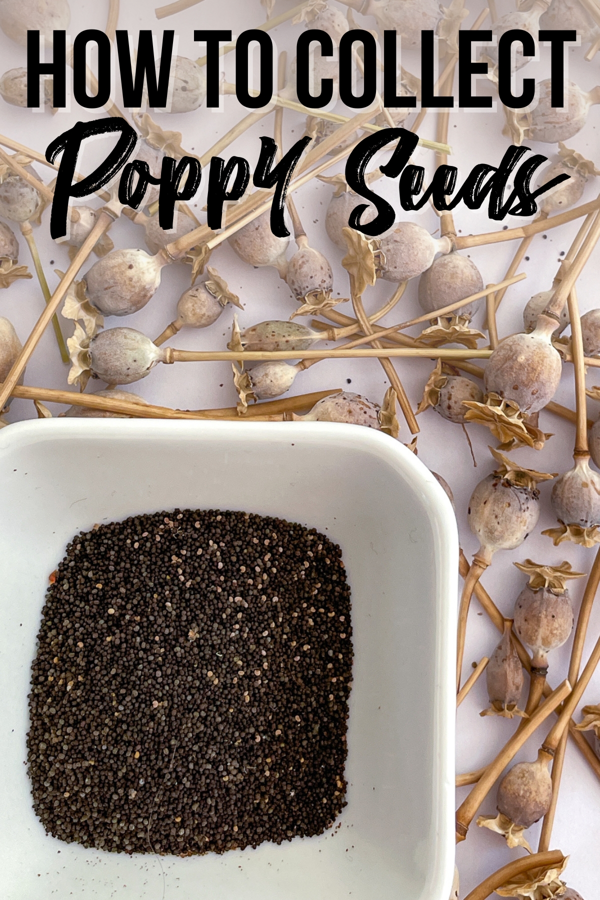 how to collect poppy seeds