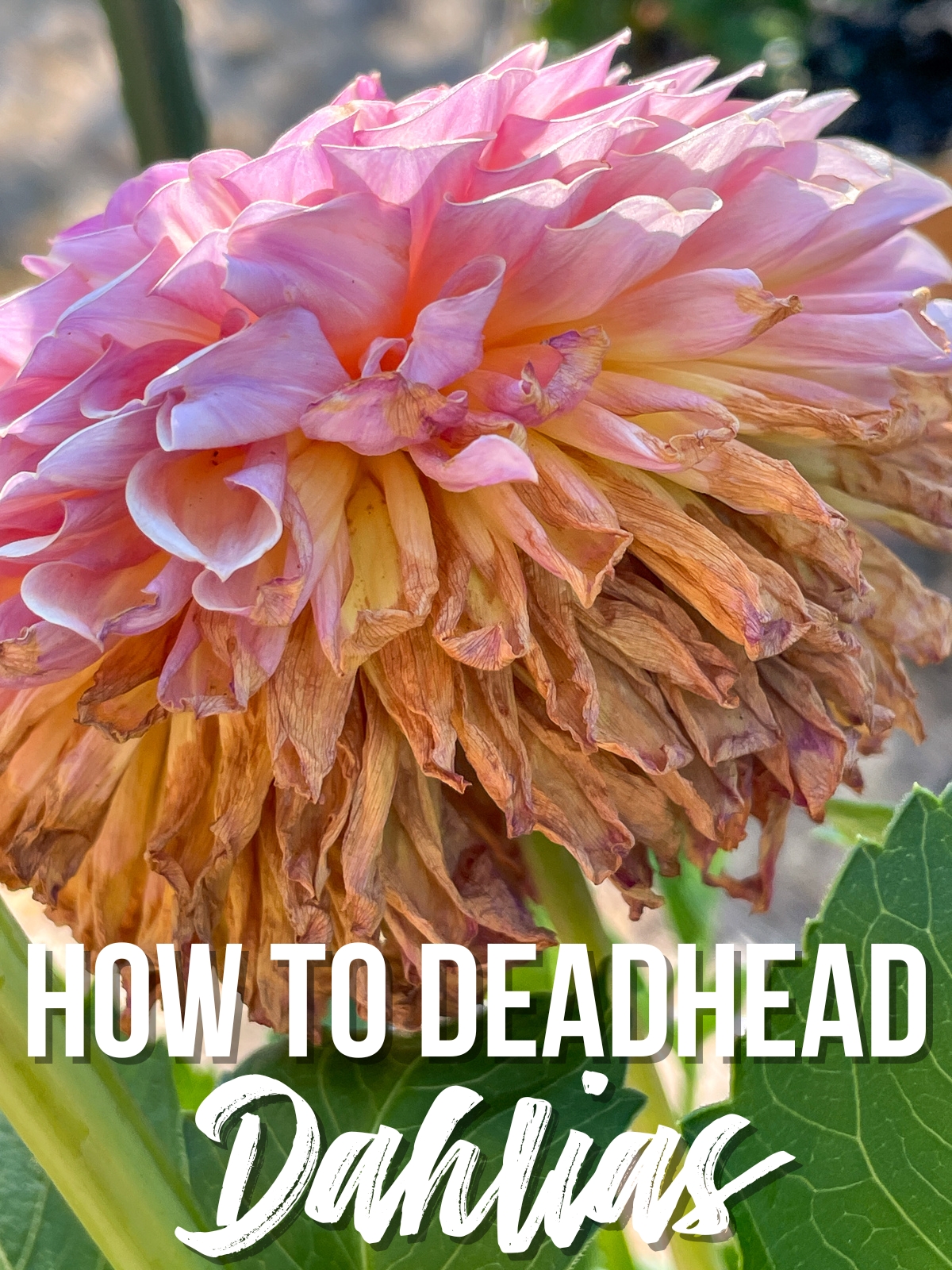 How to deadhead dahlias