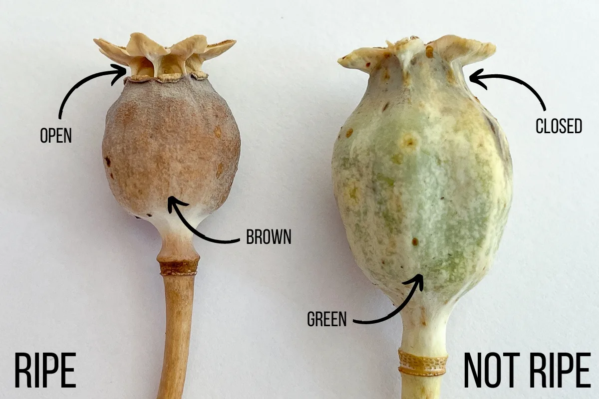 ripe vs not ripe poppy seed pod