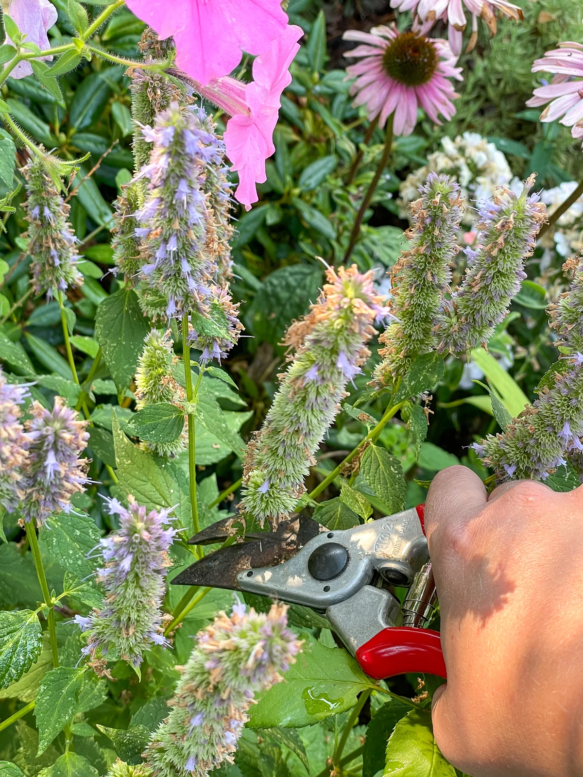 deadheading agastache