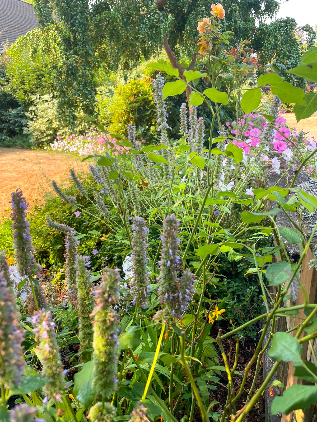 Agastache Blue Fortune growing in garden along fence