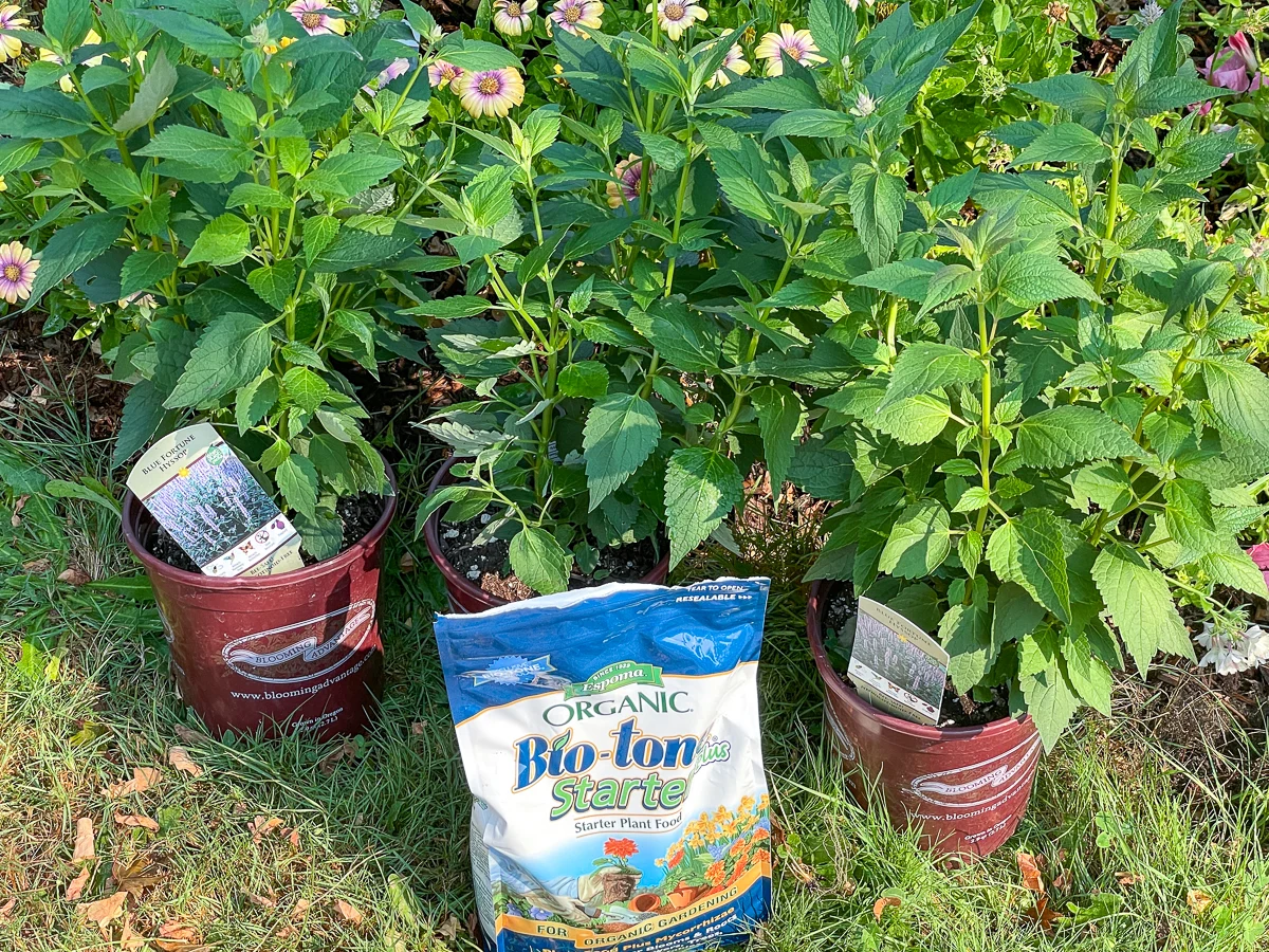 three Blue Fortune Hyssop plants in pots with Bio-Tone starter fertilizer bag