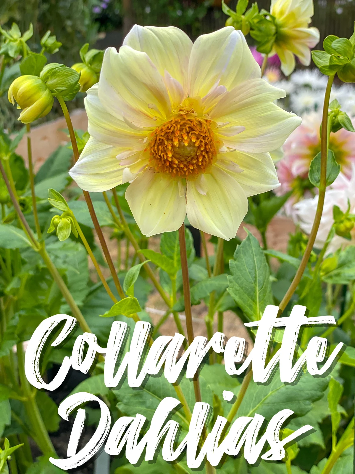 Appleblossom dahlia with text overlay "collarette dahlias"