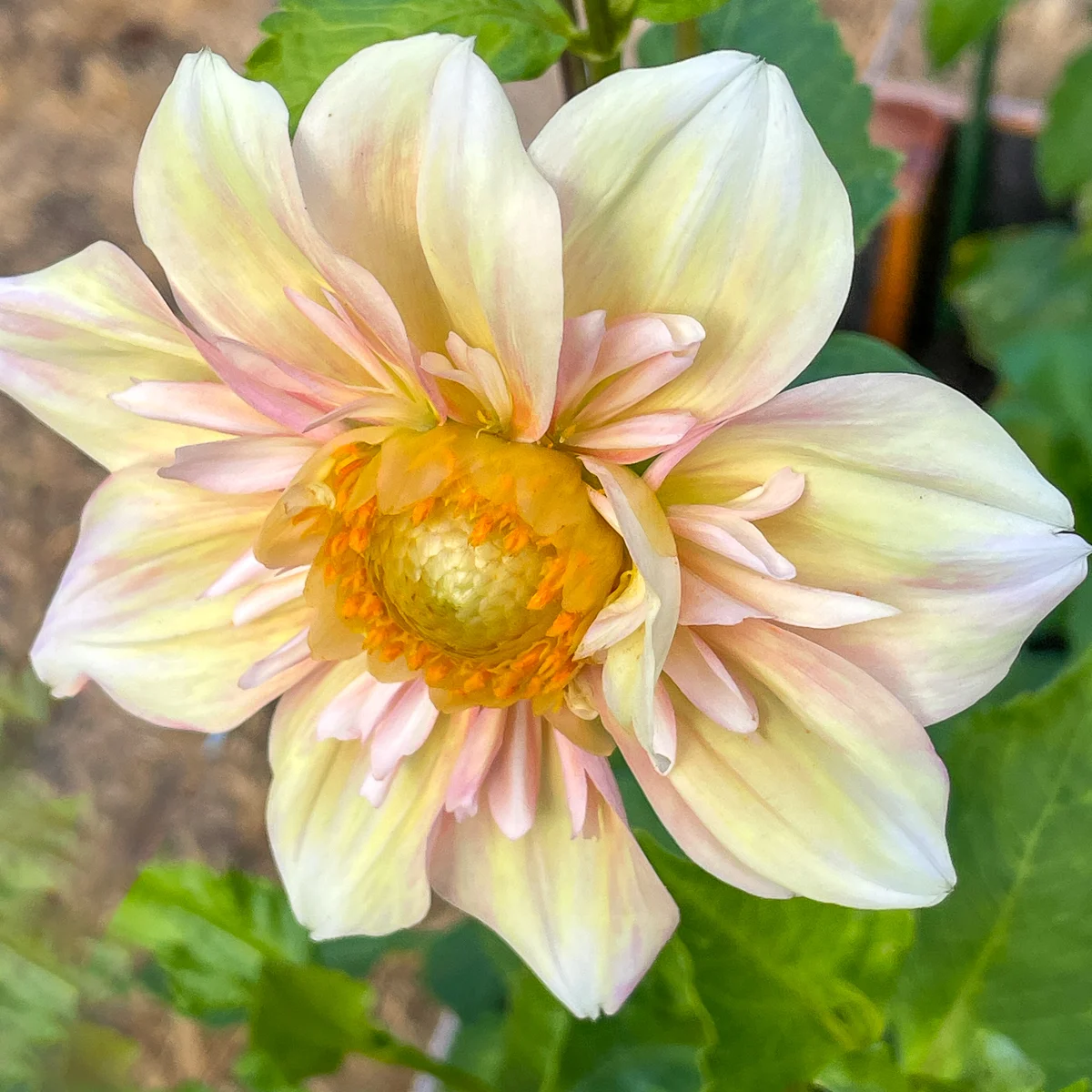 Apple Blossom dahlia