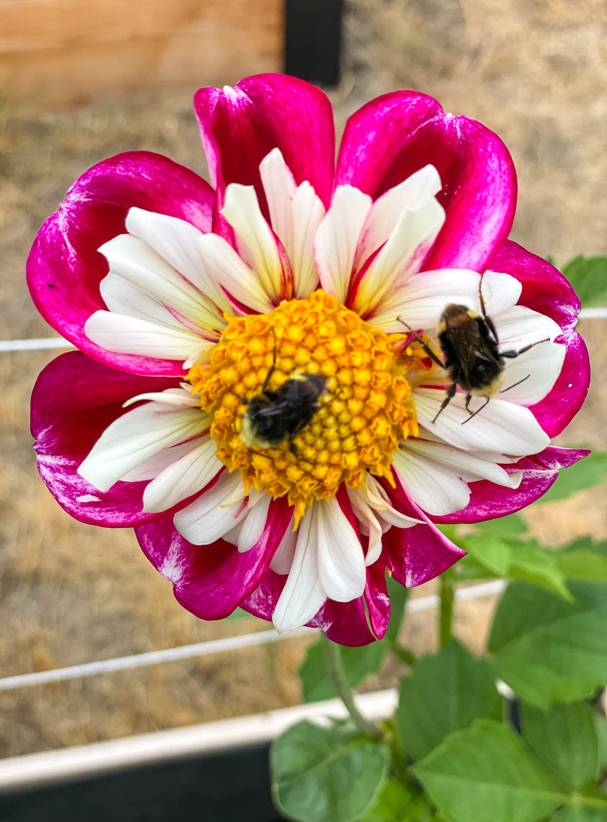 bees on Bumble Rumble collarette dahlia