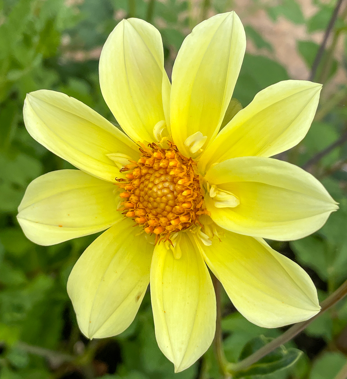 yellow collarette dahlia grown from seed