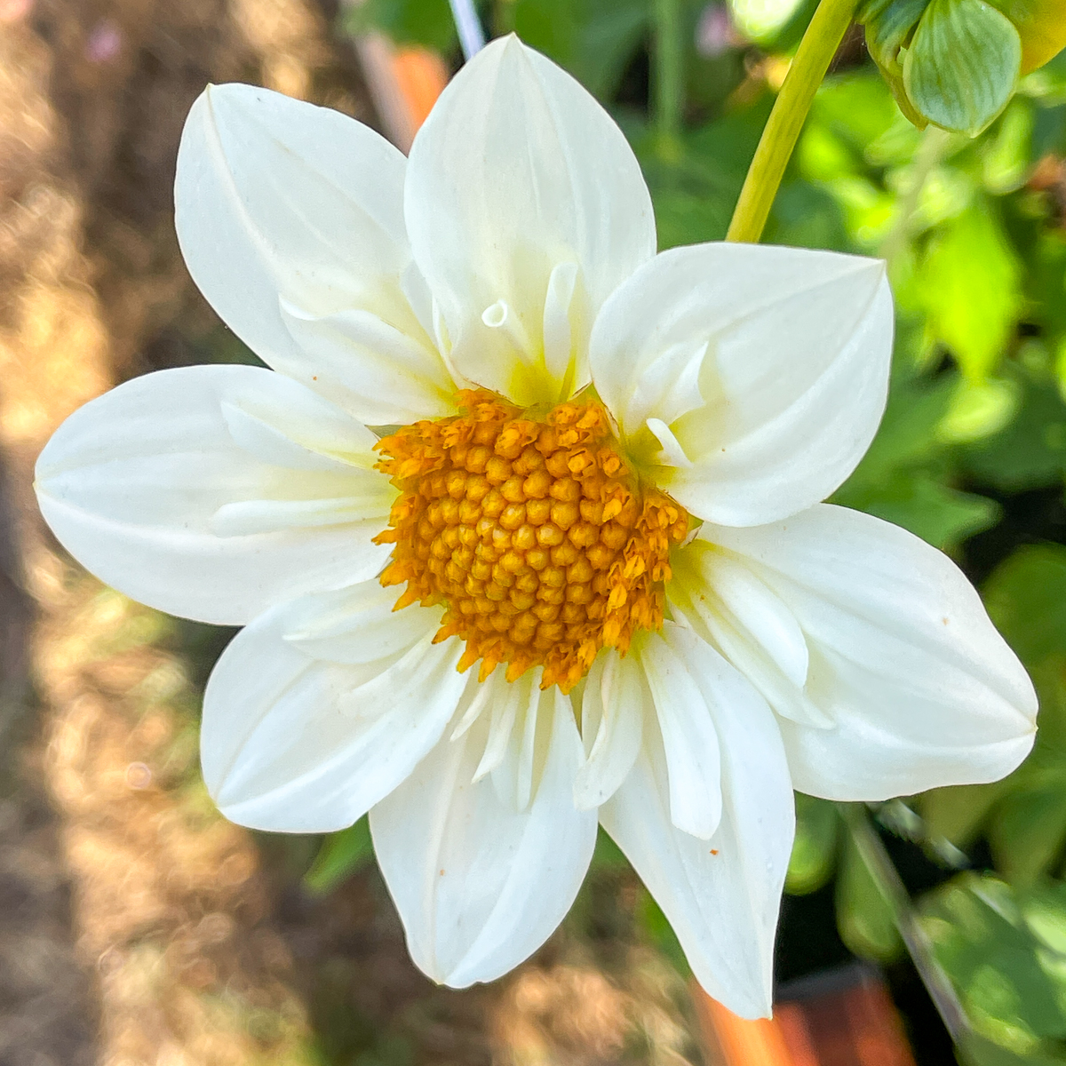 white collarette dahlia grown from seed