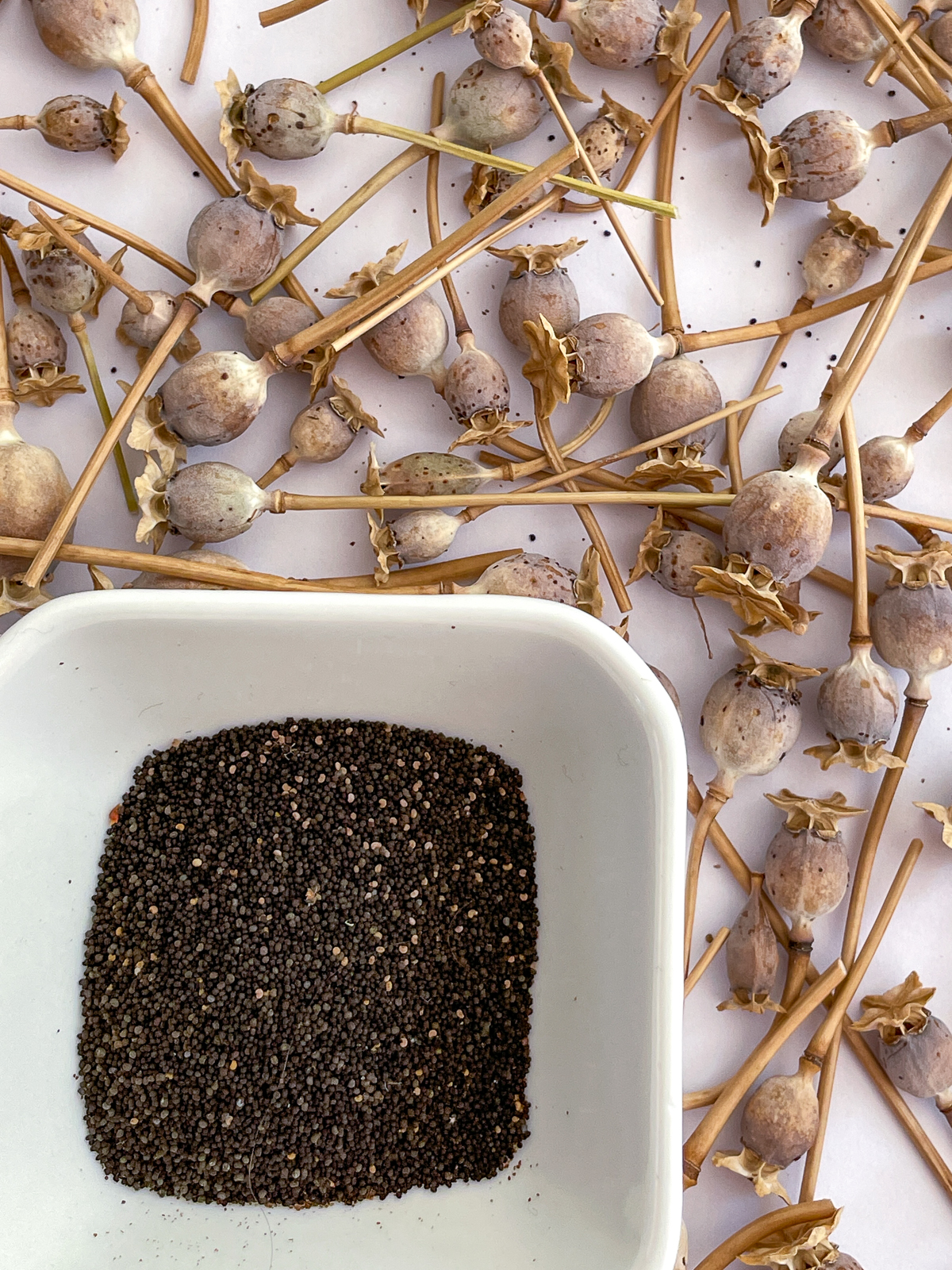 harvested poppy seeds in a white bowl with empty seed pods surrounding it