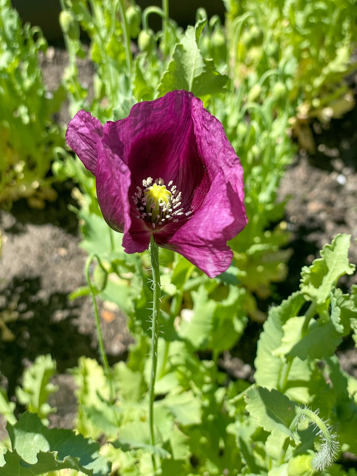 purple poppy flower in bloom