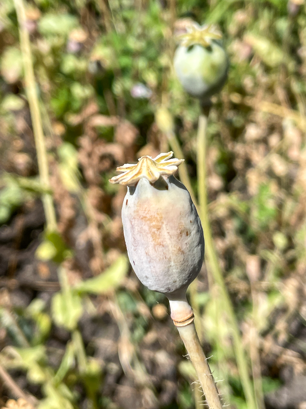unripe poppy seed pods