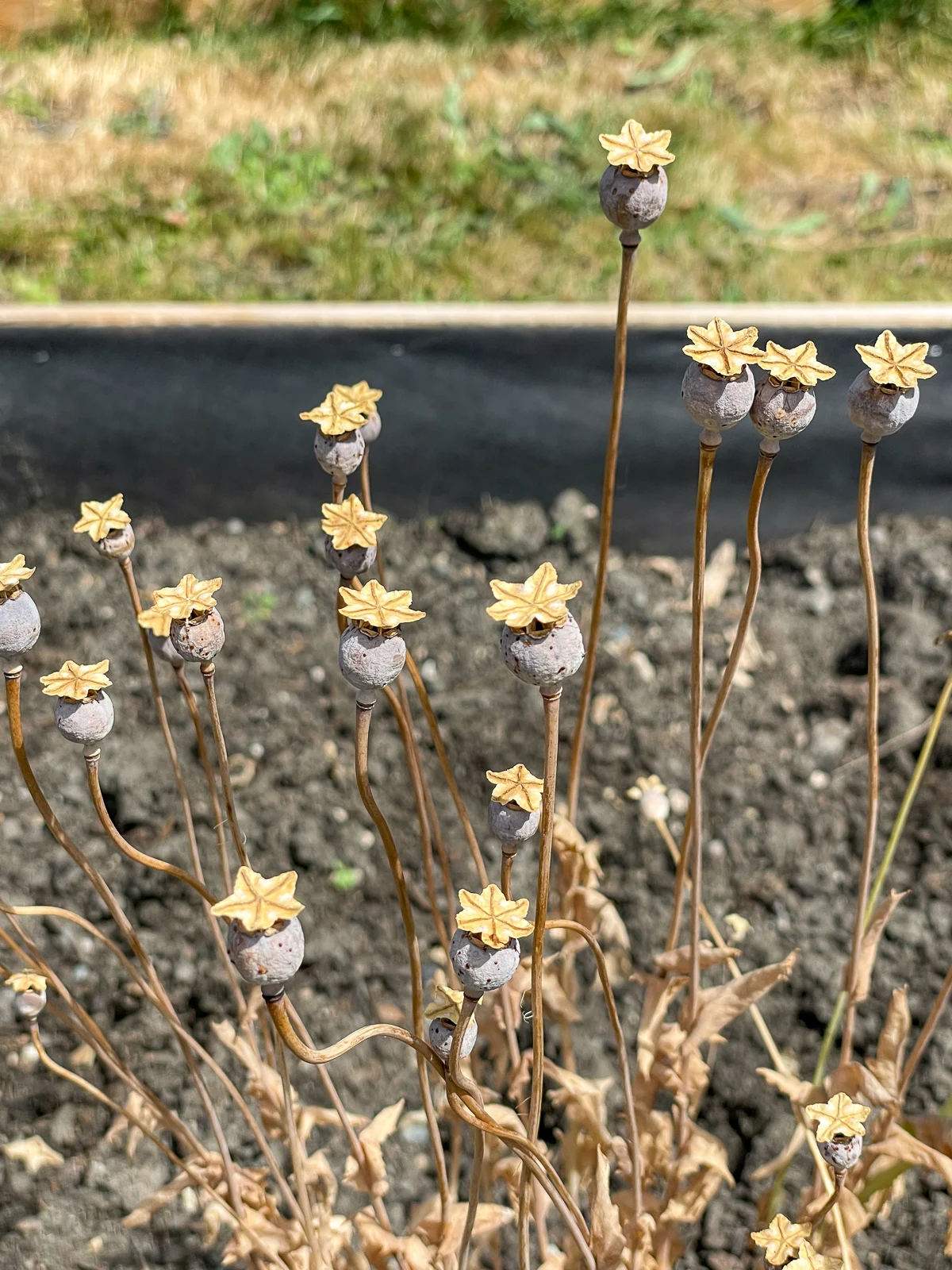 poppy seed pods in garden bed