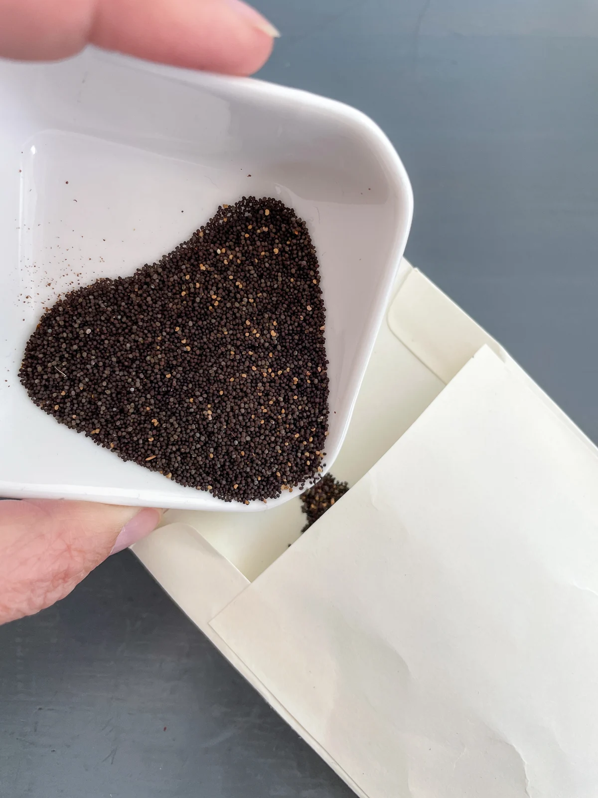 pouring harvested poppy seeds into envelope for storage