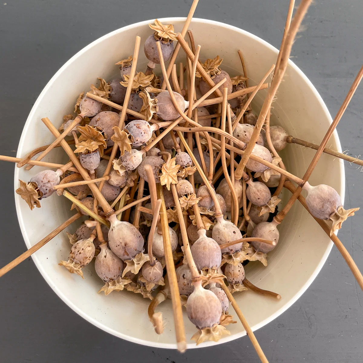 poppy seed pods drying in white bowl