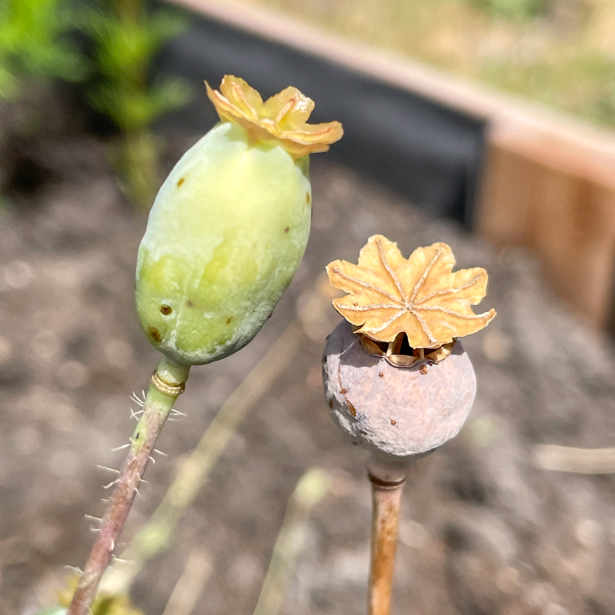 green and brown poppy seed pods