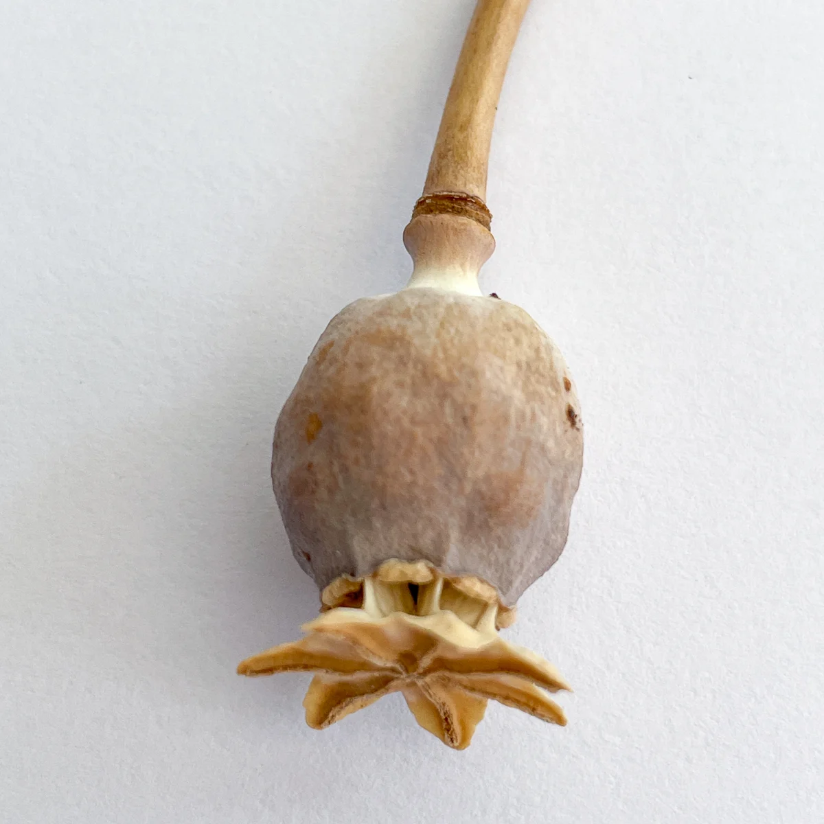 ripe poppy seed pod ready for seed harvest