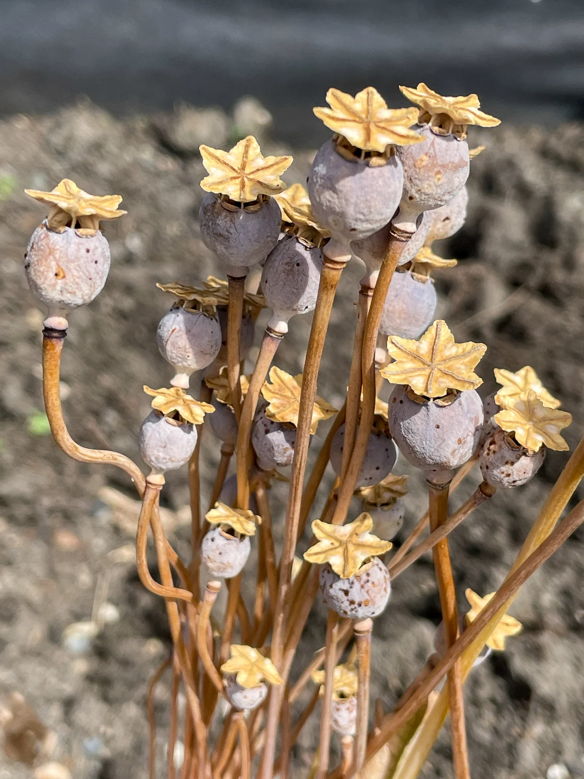 poppy seed pods