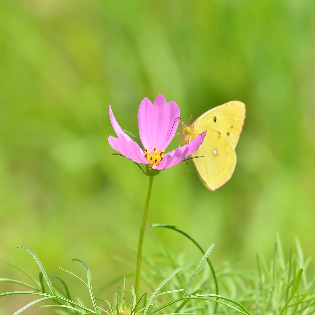 pink cosmo flower with yellow butterfly