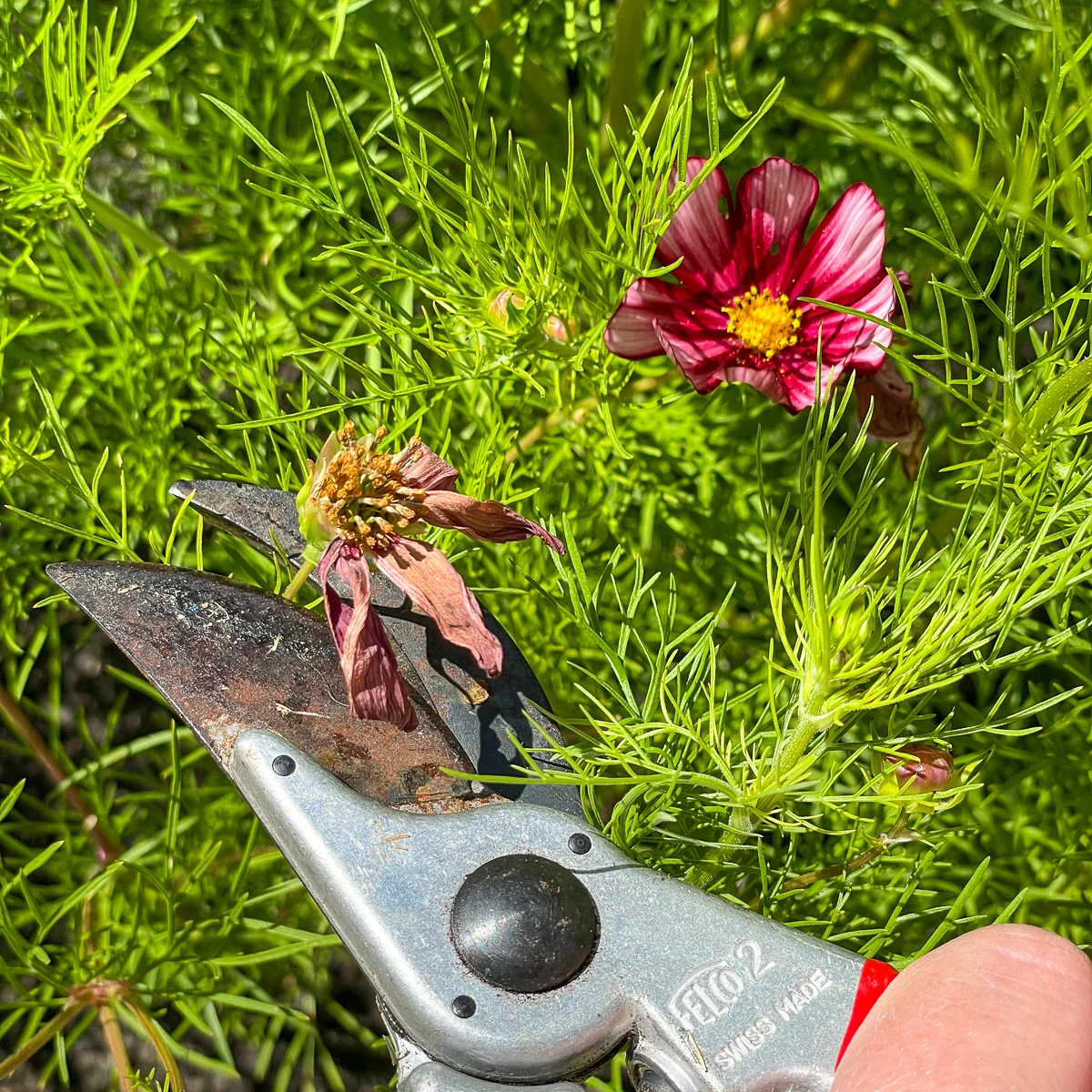 deadheading cosmo flower