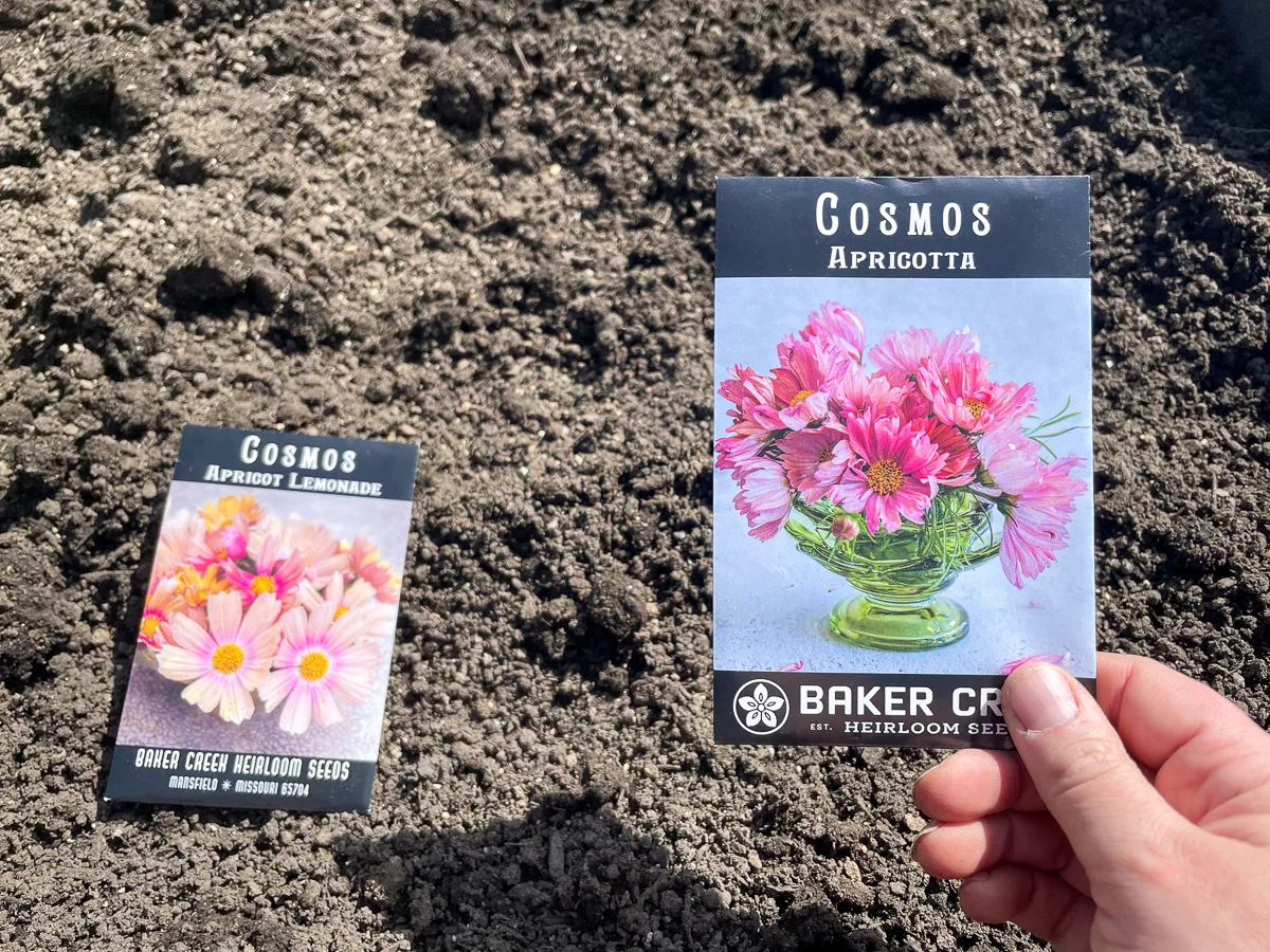 Cosmos Apricotta and Apricot Lemonade seed packets from Baker Creek