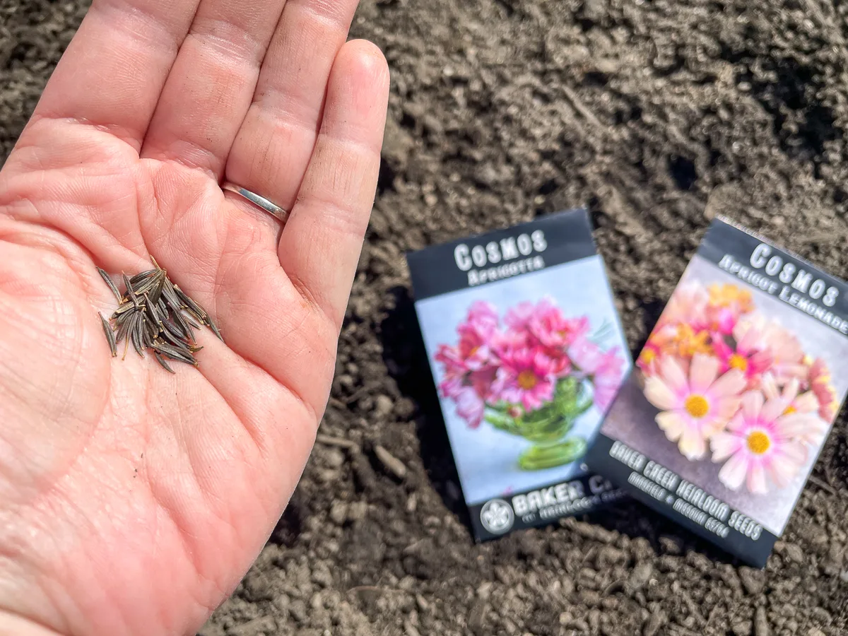 cosmos seeds in palm of hand