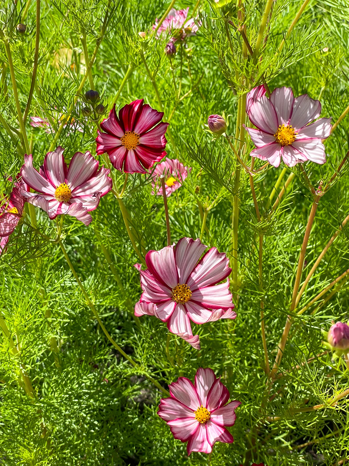 Velouette cosmos flowers