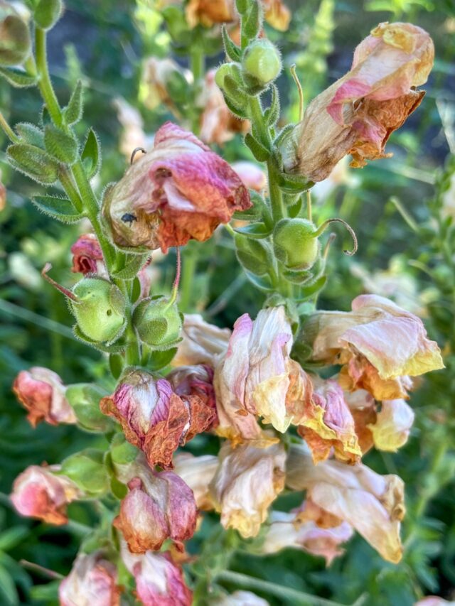 HOW TO DEADHEAD SNAPDRAGONS