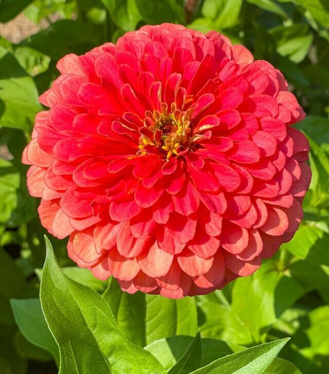 how to grow zinnias from seed
