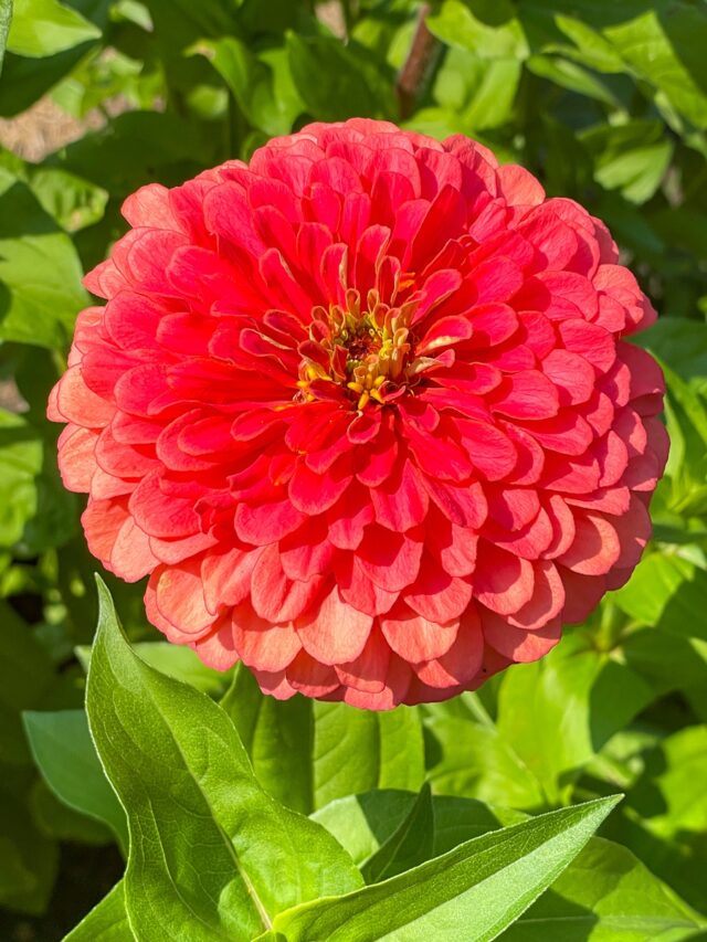 GROWING ZINNIAS FROM SEED