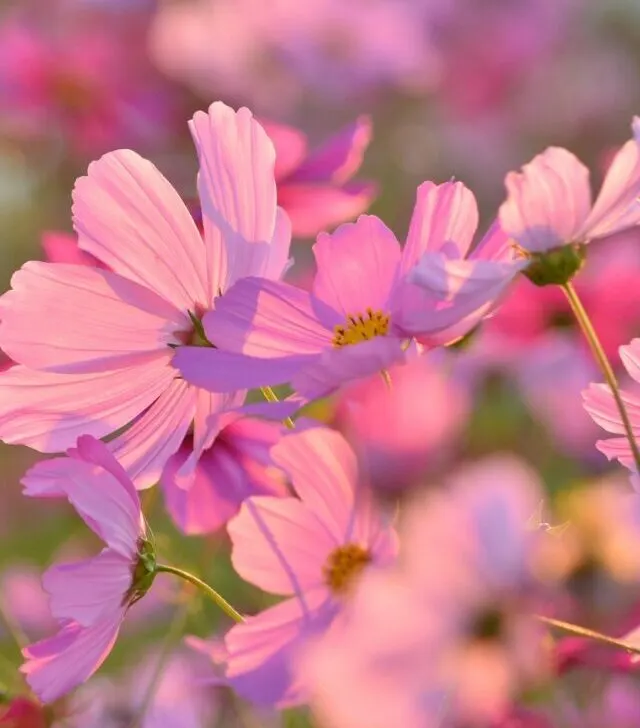 pink cosmos flowers