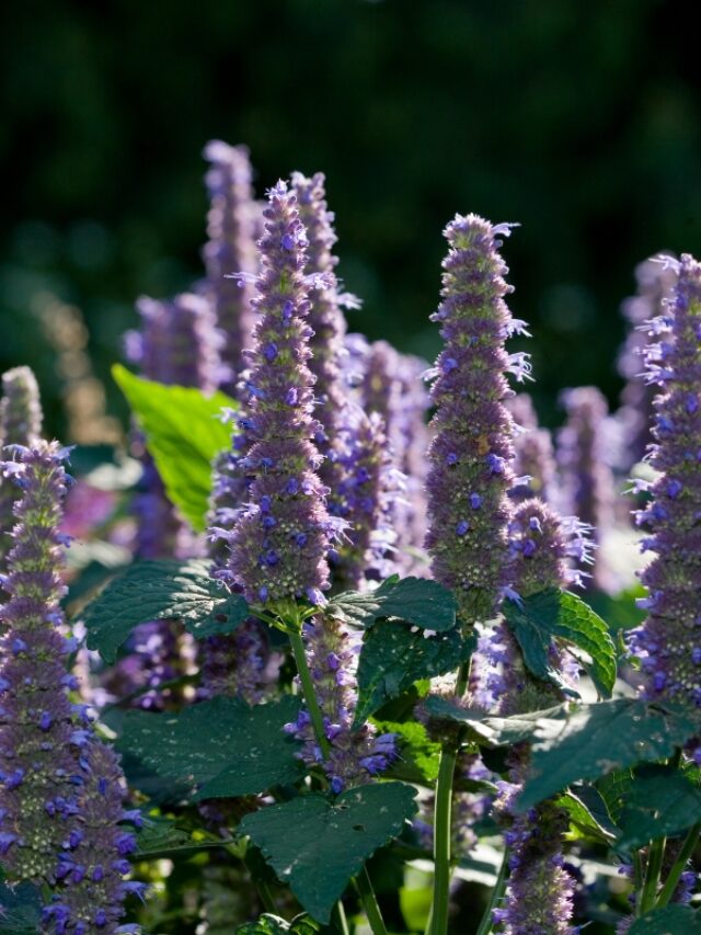 HOW TO CARE FOR AGASTACHE